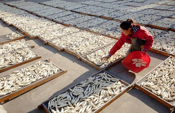 Jilin province promotes burgeoning ginseng industry 