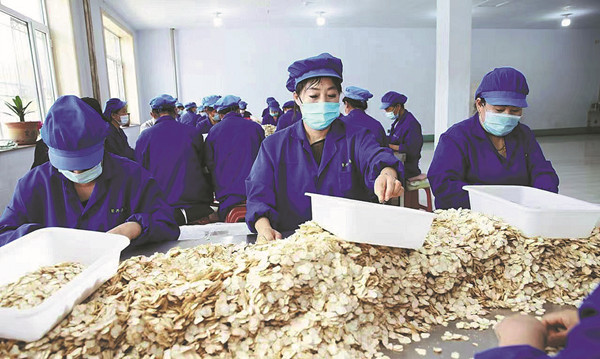 Ginseng lies at the root of Jilin's success