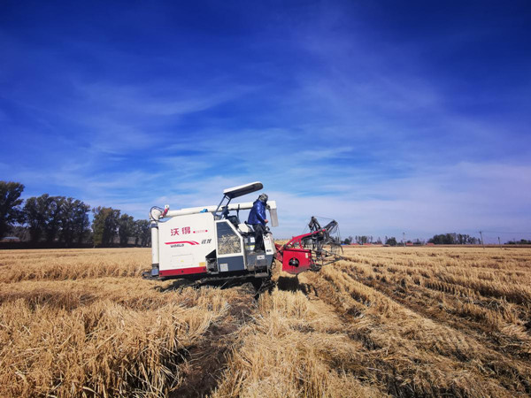 In Jilin, farms buzz with harvest activity