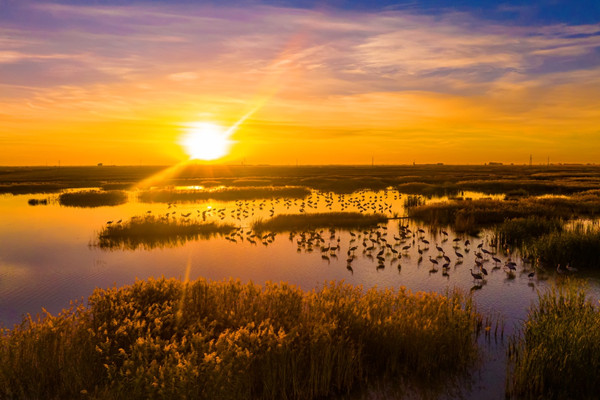 Masses of migratory birds roost at Momoge Wetland 