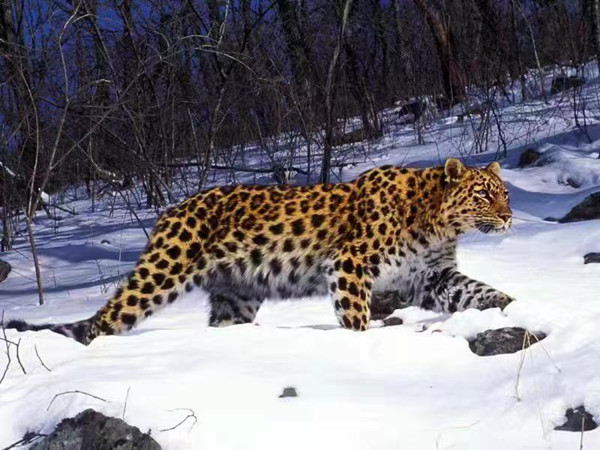 China, Russia explore joint protection of tigers, leopards 