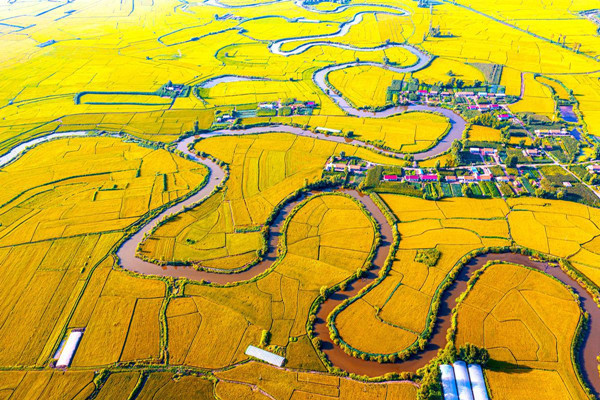 Jilin rice farmers ready for harvest