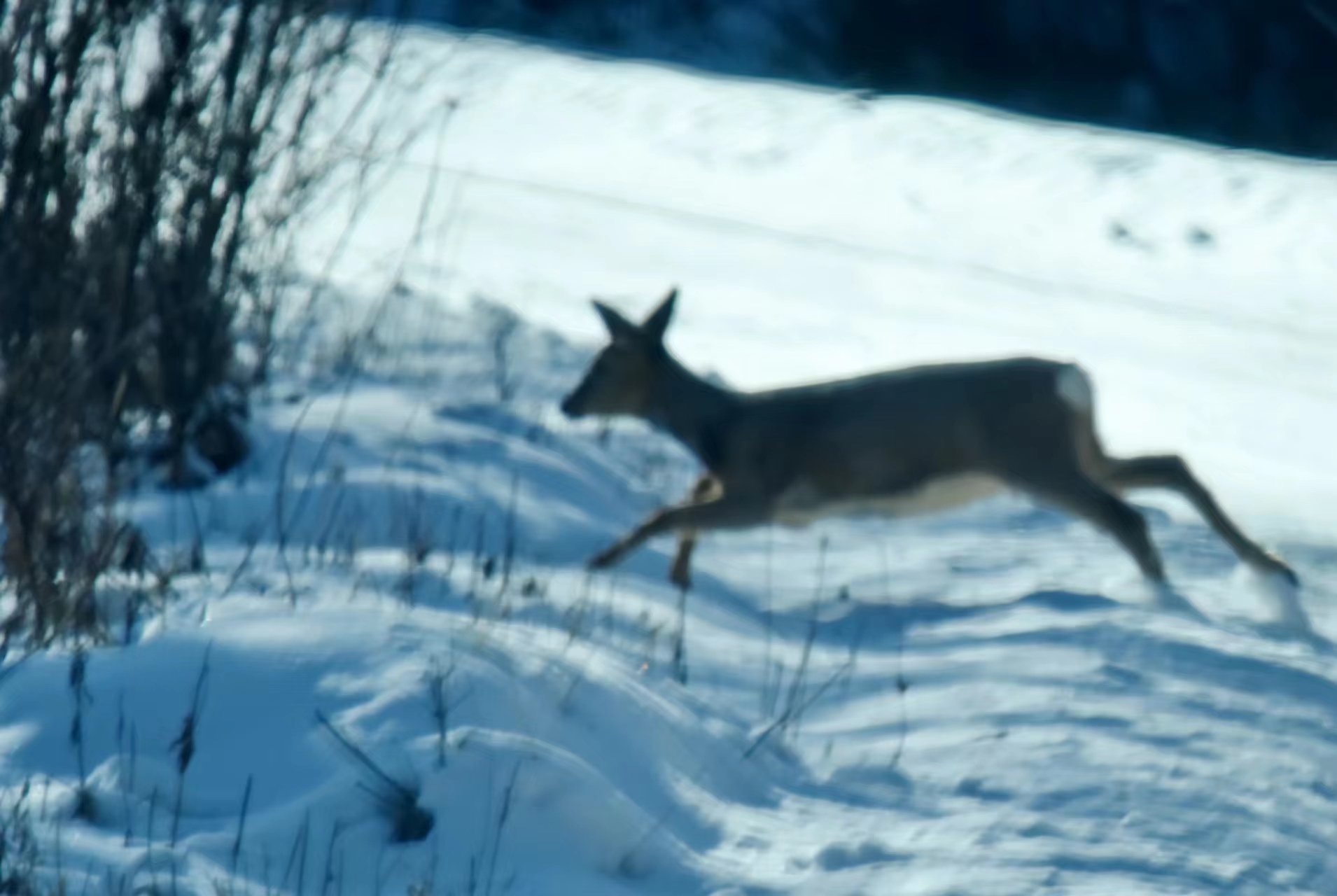 Images of diverse animal species captured in Jilin province 