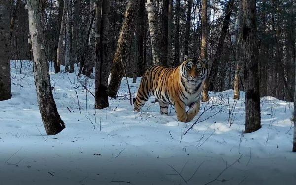 Siberian tigers spotted in Northeast China's Jilin province 