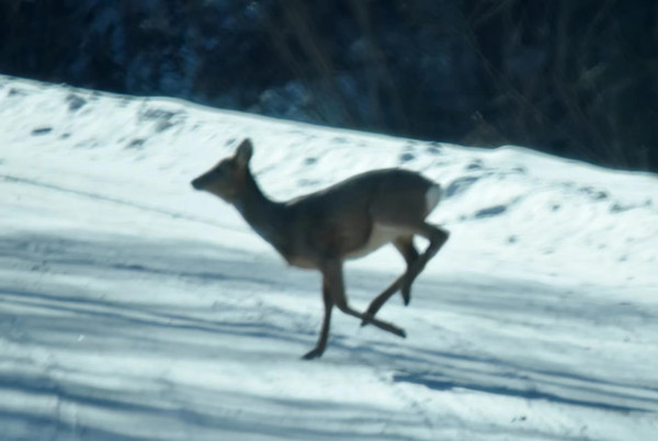 Roe deer spotted on the gallop in Jilin forest