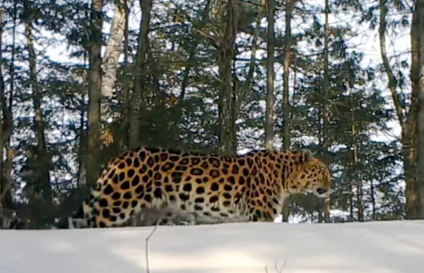 Wild Amur leopard spotted in Jilin province 