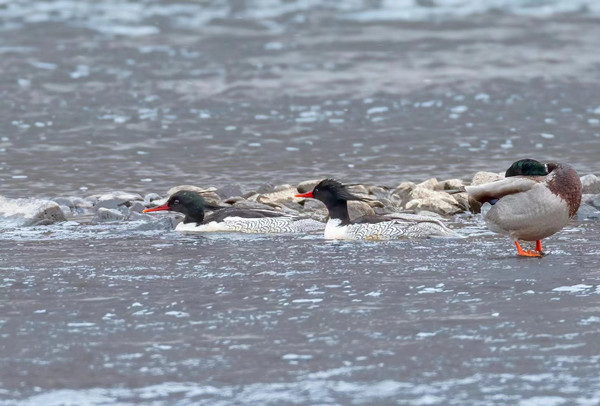 Rare, endangered Chinese mergansers spotted in Jilin