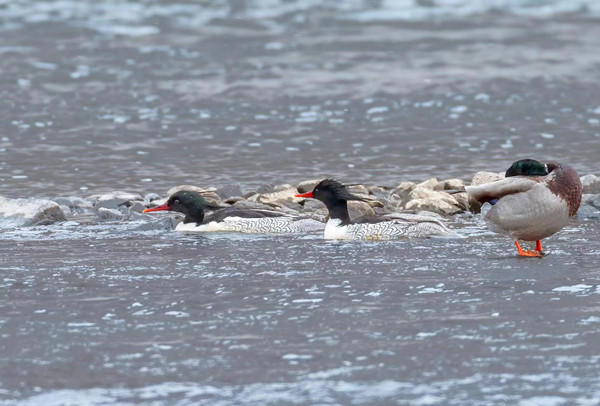 Rare, endangered Chinese mergansers spotted in Jilin