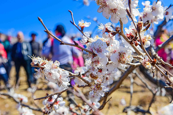 Taonan in Jilin launches its first apricot blossom festival 