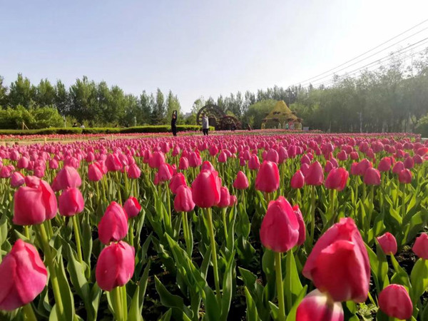 Visitors tiptoe through the tulips in Changchun