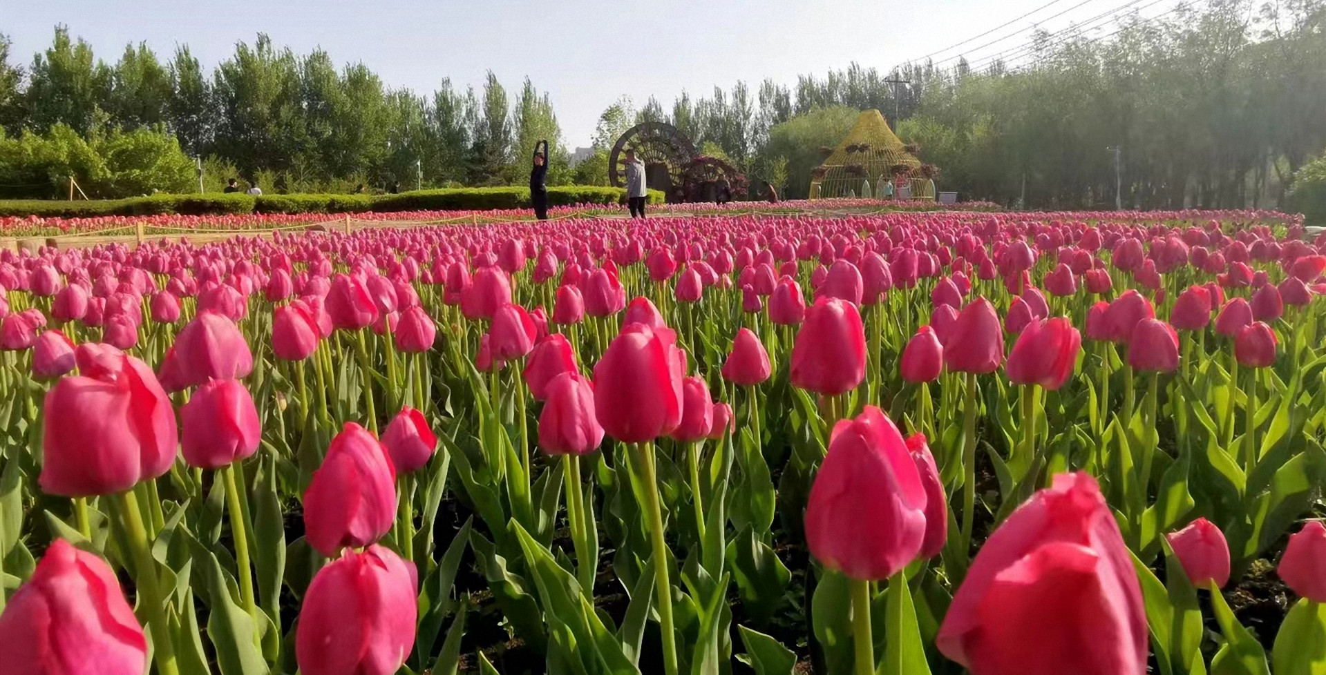Visitors tiptoe through the tulips in Changchun