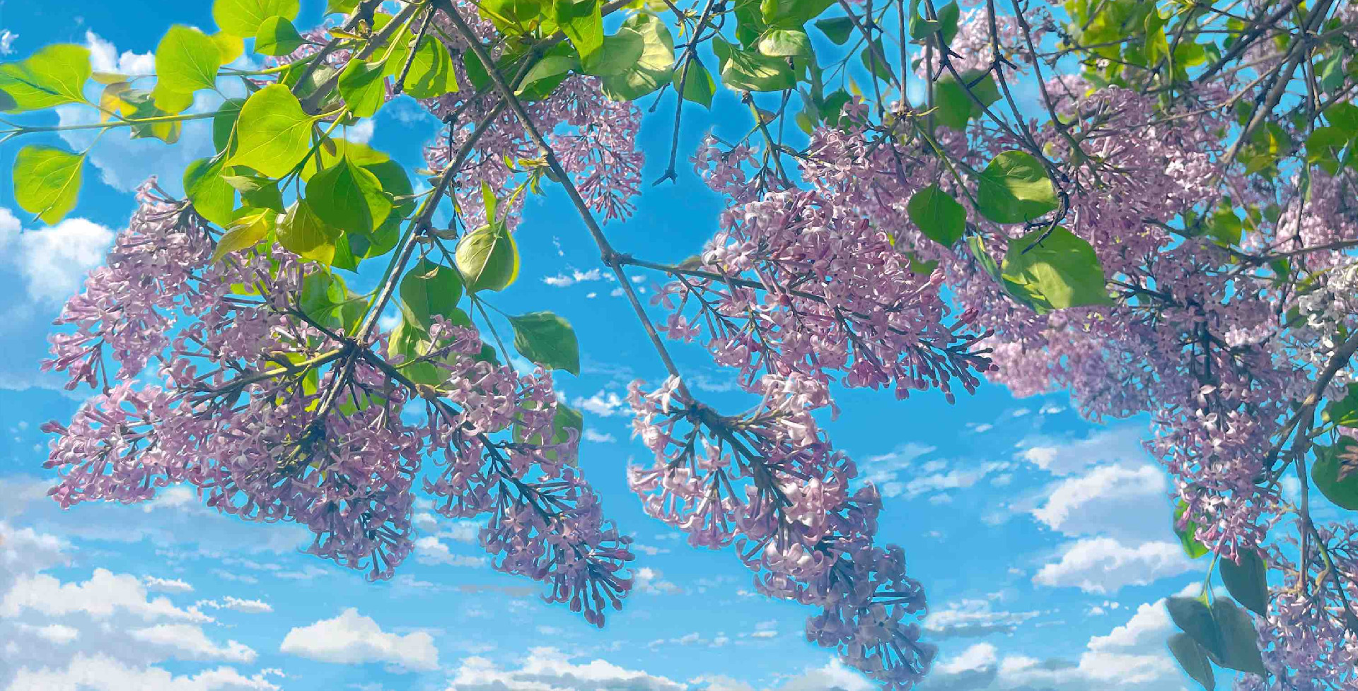 Spring in Jilin