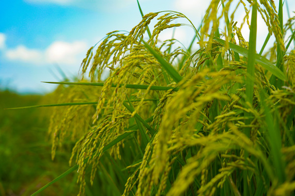 Farmers in Shulan city anticipate bountiful rice harvest 