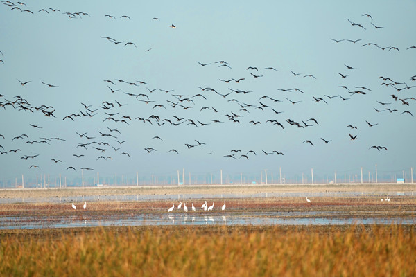 Spectacular migration gathering pictured in Jilin Momoge Wetland 