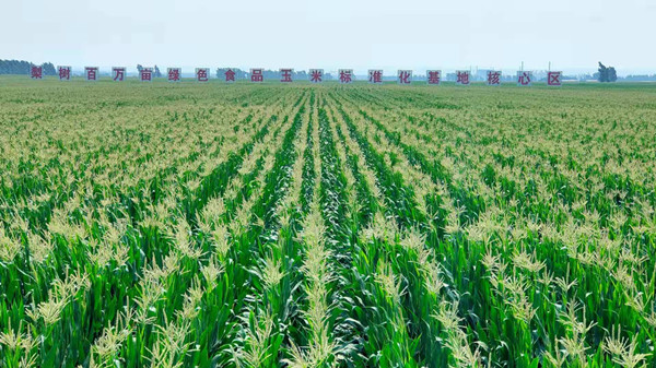 Jilin province plots path for agricultural clusters 