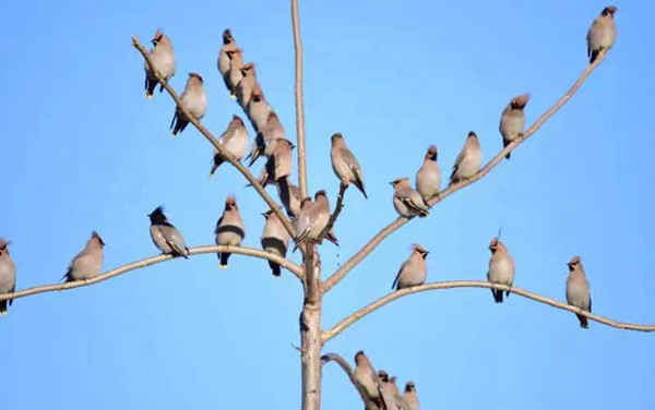 Bohemian Waxwings spotted in Jilin's forest area