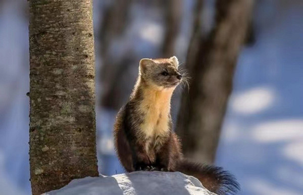 Rare wild sables spotted in Jilin