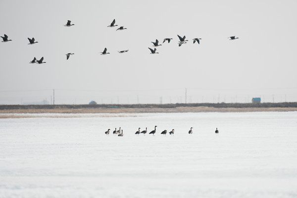 Migratory birds arrive in Jilin's Momoge Wetland