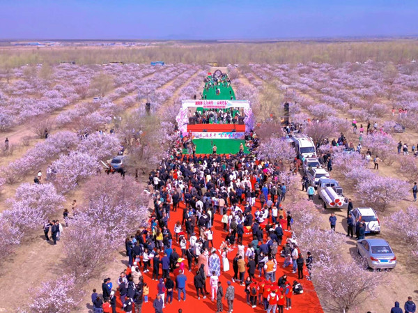 Taonan launches apricot blossom festival 
