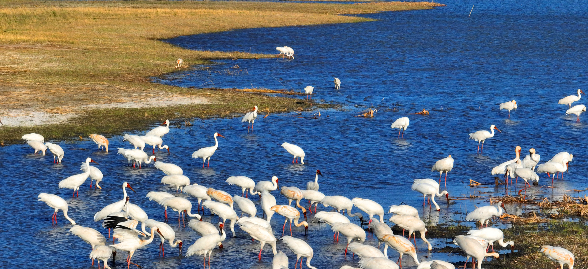 Ecological prosperity paints a birdwatcher's paradise in Jilin 