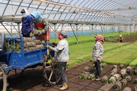 Shulan city launches full-scale rice transplanting efforts 