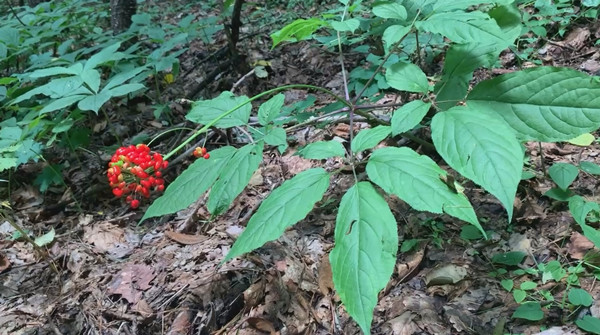 Jilin's ginseng industry thrives with innovation and tradition 