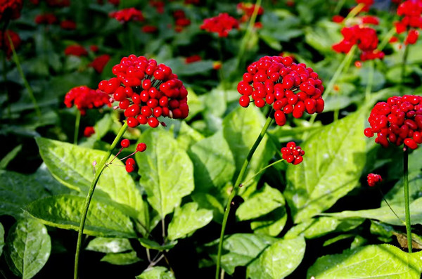 Fusong county boosts ginseng sector with strategic development