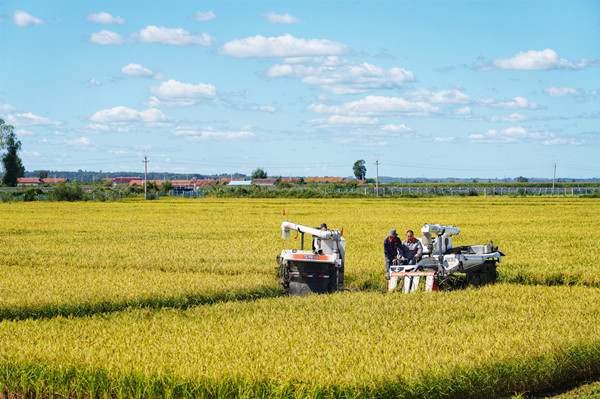 Autumn harvest in Jilin