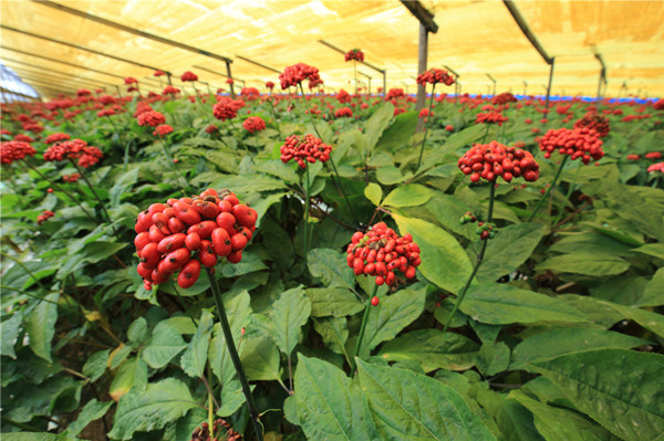 Jilin ginseng sector thrives amid growing market opportunities