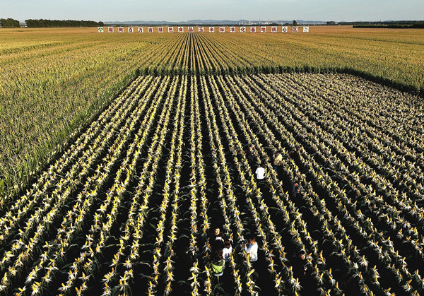 Soil-rejuvenated Siping city prepares for another bumper crop  