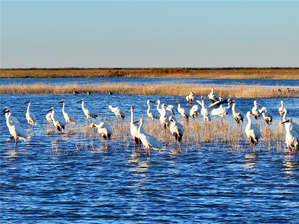 Migratory birds flock to Jilin's wetland haven