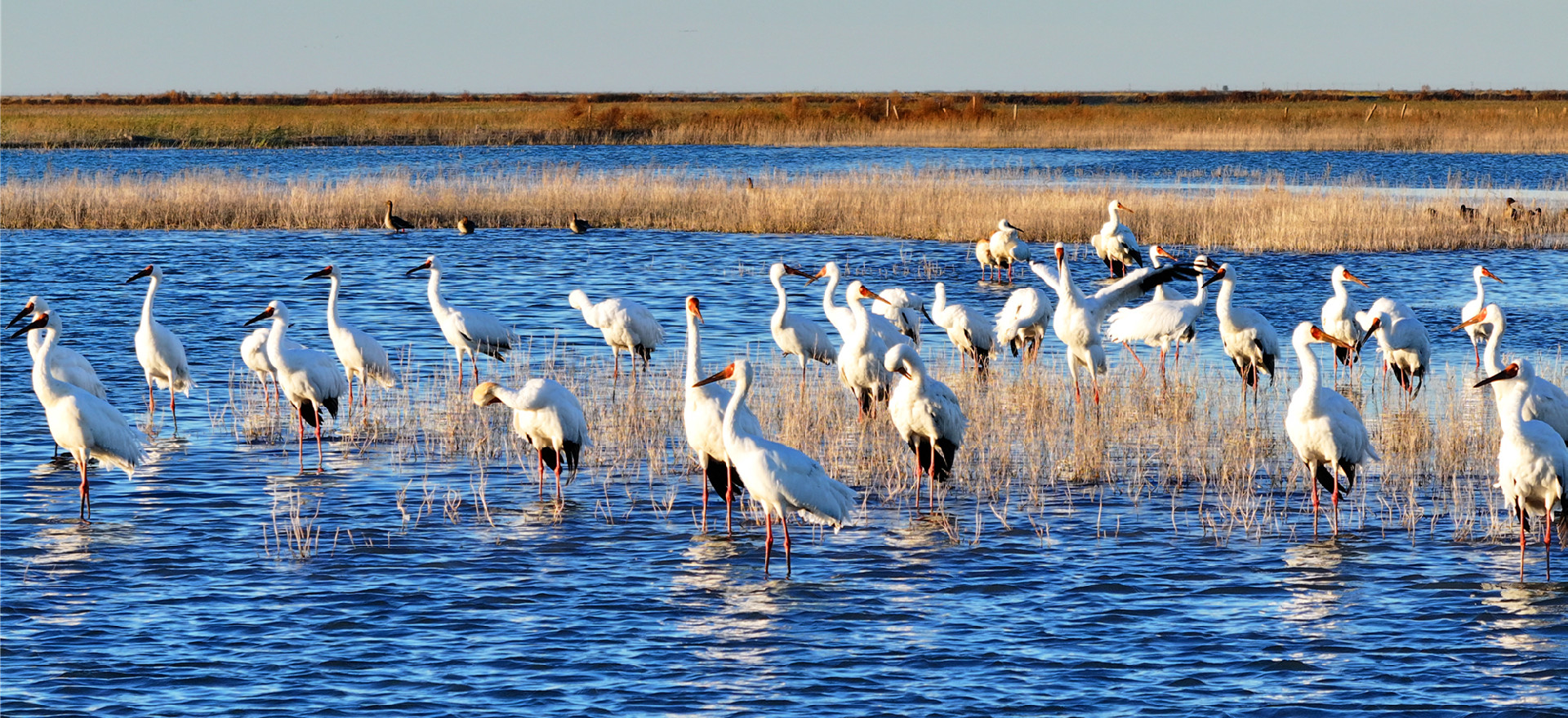 Migratory birds flock to Jilin's wetland haven