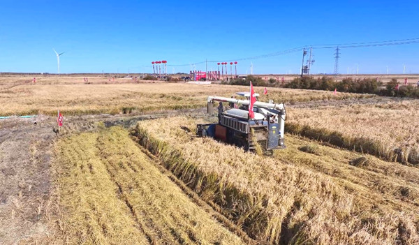 Breakthrough in Da'an: Saline-alkaline lands yield 636 kg per mu