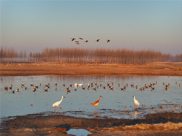 Spectacular bird migration peaks at Jilin's Momoge Wetland 