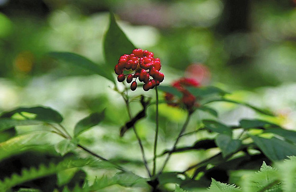 Ginseng-based industry boom in Tonghua
