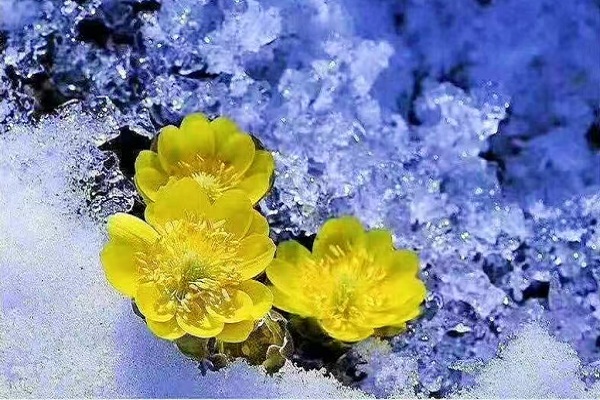 The first whisper of spring: Adonis amurensis