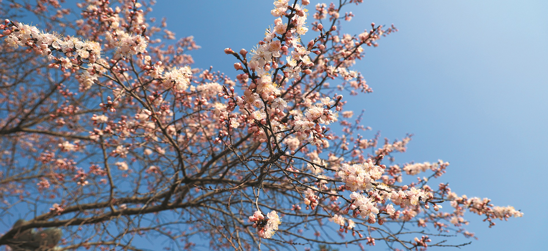 Spring blossoms brighten Songyuan ahead of holiday