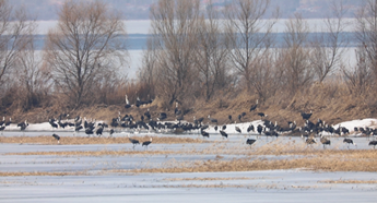Rare hooded cranes stop over at Changchun Jiutai wetland