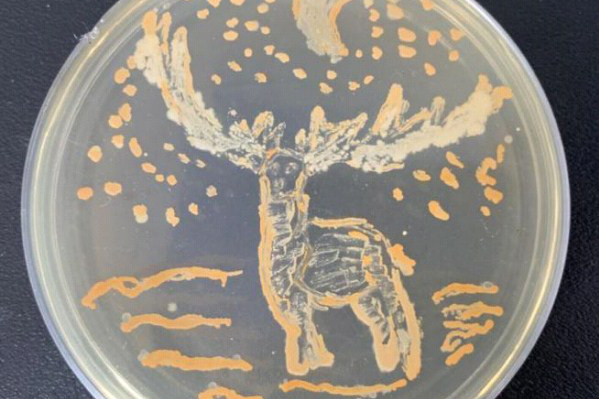 Jilin students create paintings with bacteria on petri dishes