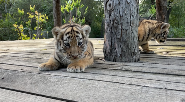 Animal cubs play outside in Changchun zoological garden