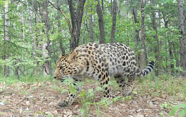 Jilin forest area records increasing number of Siberian tigers, leopards  