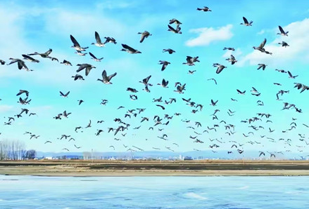 Annual spectacle: Hunchun welcomes masses of migratory birds