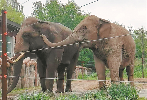 Lonely Asian elephant finds a mate
