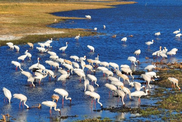 Ecological prosperity paints a birdwatcher's paradise in Jilin 