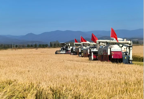 Jilin province on track for record grain harvest in 2024