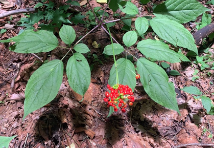 Jilin ginseng industry set for high-quality growth, expansion