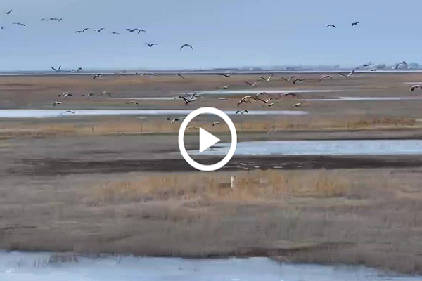 Cranes grace Jilin's wetlands in spring