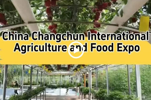 Changchun agriculture expo: A feast of innovation and flavors