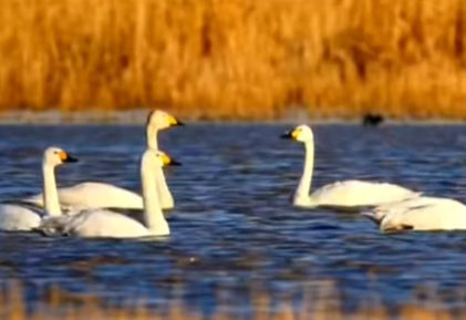 Jilin celebrates World Wetlands Day, highlights conservation and culture