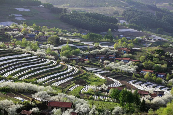 linjiang 1_副本.jpg